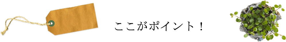 ここがポイント！