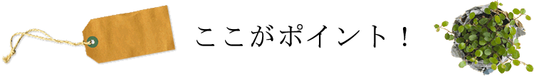 ここがポイント！